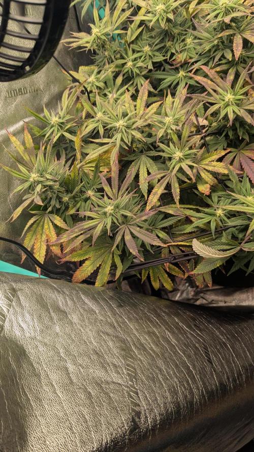 Rainbow Vapor, Key Lime Guava run. Week 17