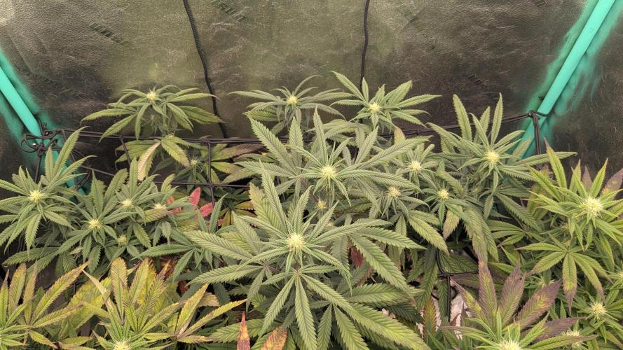 Rainbow Vapor, Key Lime Guava run. Week 17