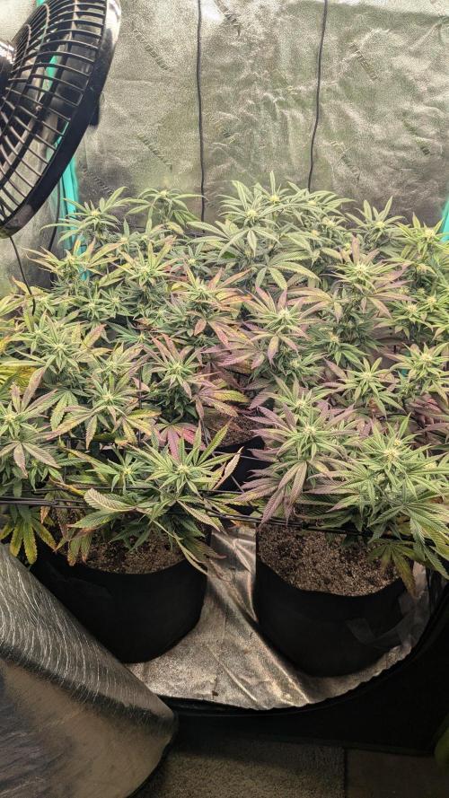 Rainbow Vapor, Key Lime Guava run. Week 17