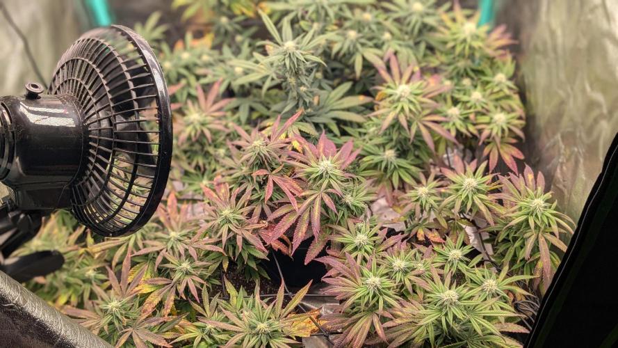 Rainbow Vapor, Key Lime Guava run. Week 18
