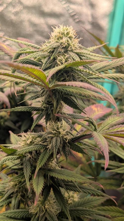 Rainbow Vapor, Key Lime Guava run. Week 18
