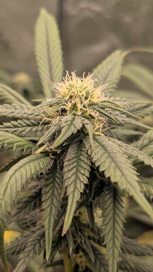 Rainbow Vapor, Key Lime Guava run. Week 18