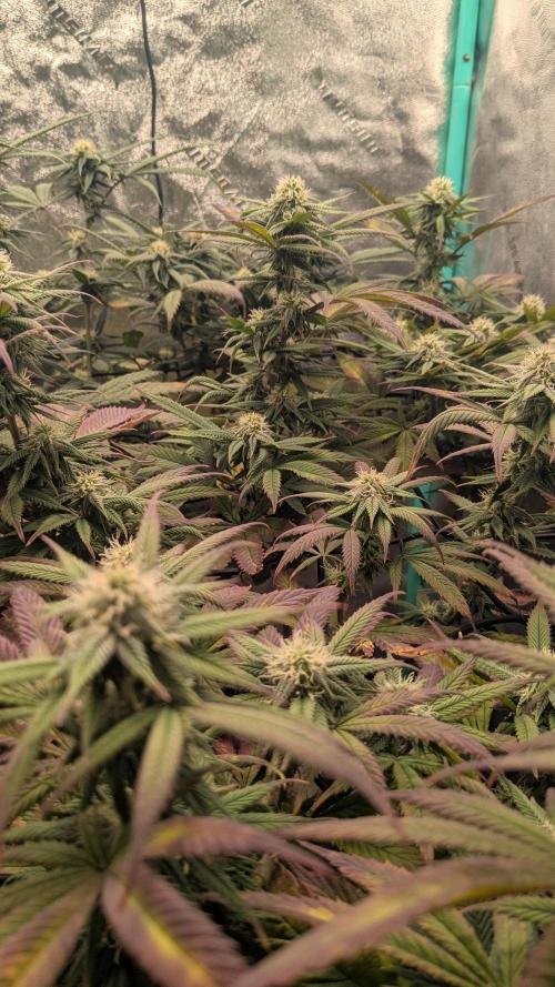 Rainbow Vapor, Key Lime Guava run. Week 18