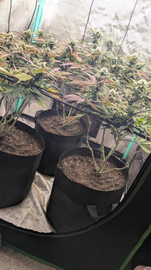 Rainbow Vapor, Key Lime Guava run. Week 18