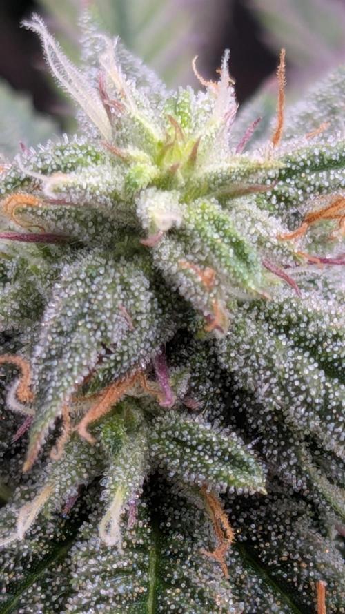 Rainbow Vapor, Key Lime Guava run. Week 19