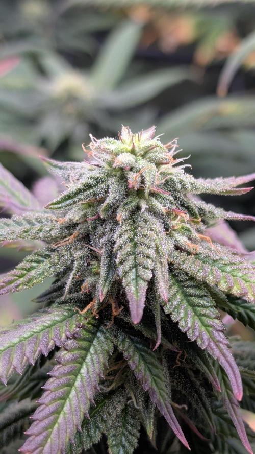 Rainbow Vapor, Key Lime Guava run. Week 19