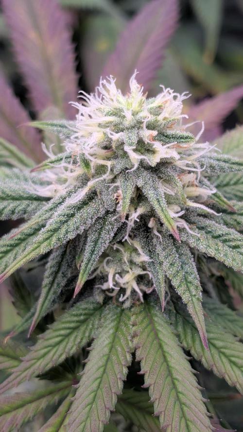 Rainbow Vapor, Key Lime Guava run. Week 19