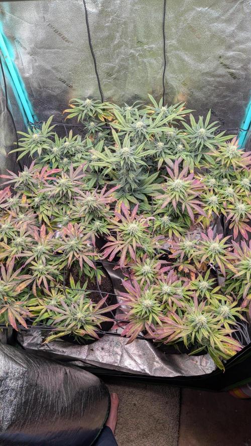 Rainbow Vapor, Key Lime Guava run. Week 19