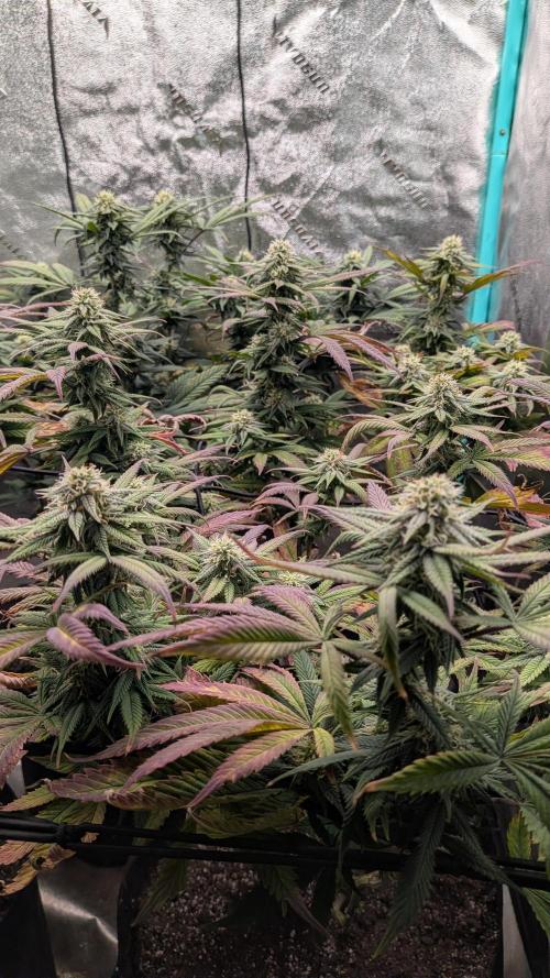 Rainbow Vapor, Key Lime Guava run. Week 19