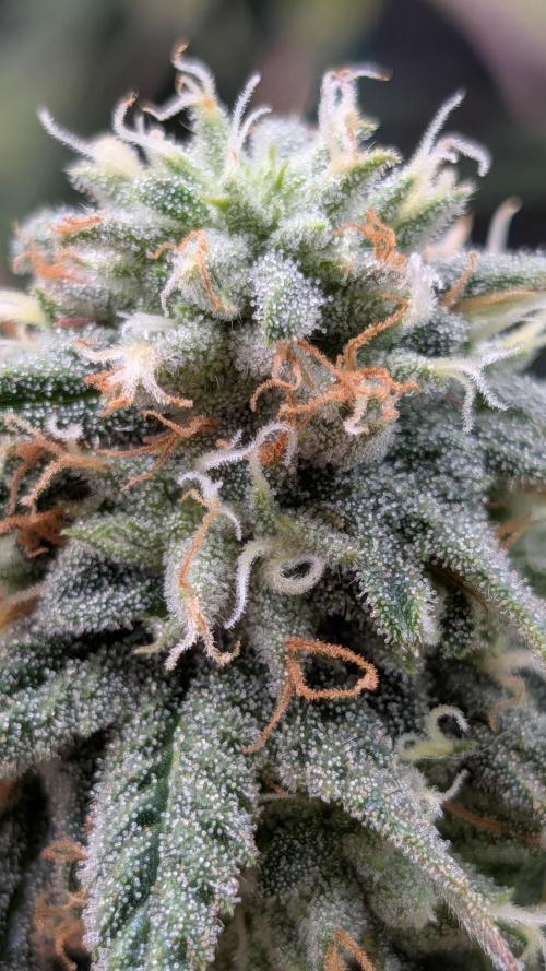 Rainbow Vapor, Key Lime Guava run. Week 20