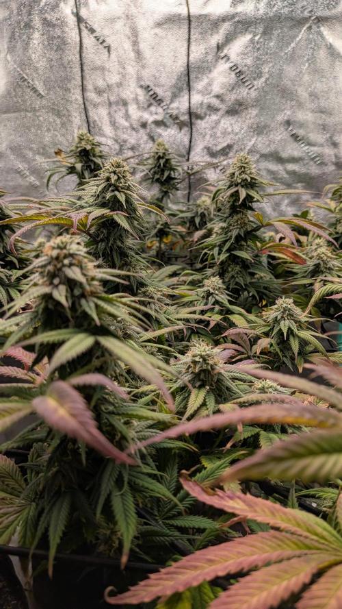 Rainbow Vapor, Key Lime Guava run. Week 20