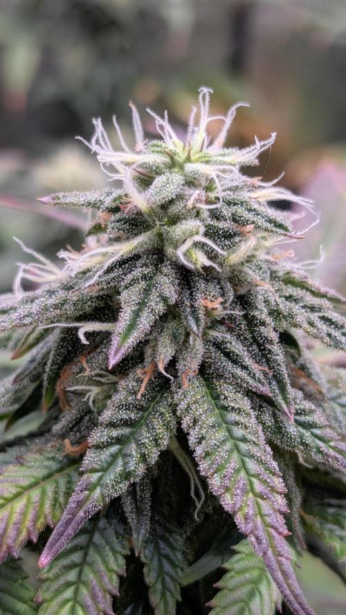 Rainbow Vapor, Key Lime Guava run. Week 20