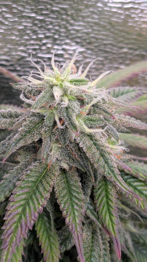 Rainbow Vapor, Key Lime Guava run. Week 20