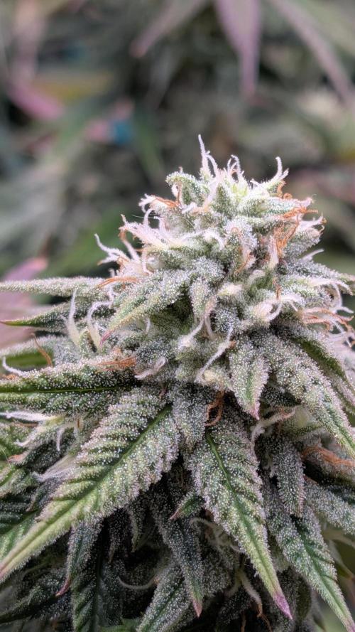 Rainbow Vapor, Key Lime Guava run. Week 20