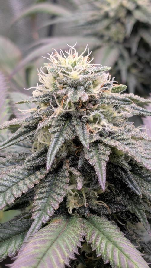 Rainbow Vapor, Key Lime Guava run. Week 20