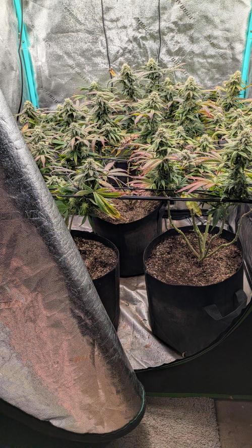 Rainbow Vapor, Key Lime Guava run. Week 20
