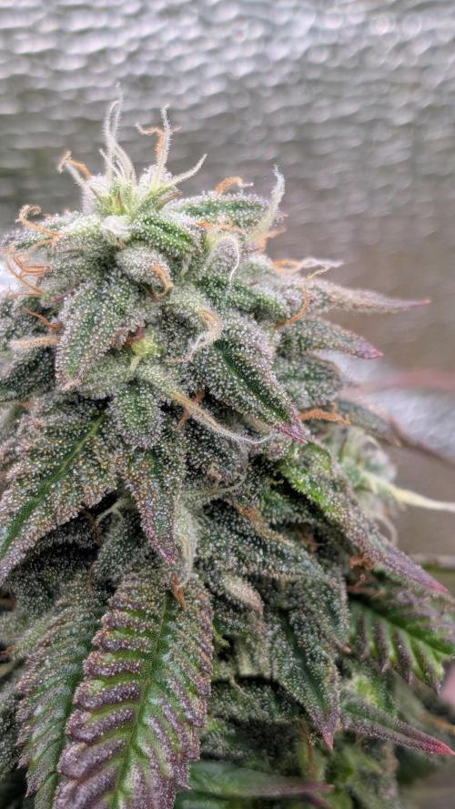 Rainbow Vapor, Key Lime Guava run. Week 21