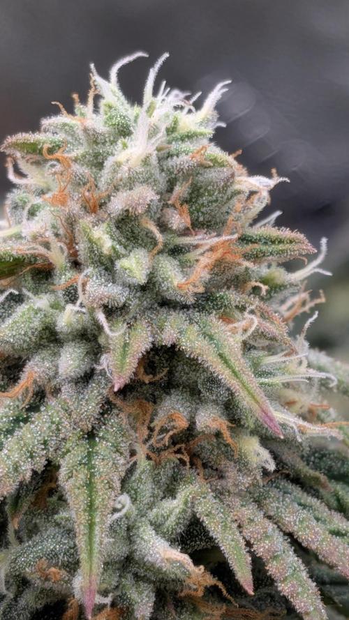 Rainbow Vapor, Key Lime Guava run. Week 21