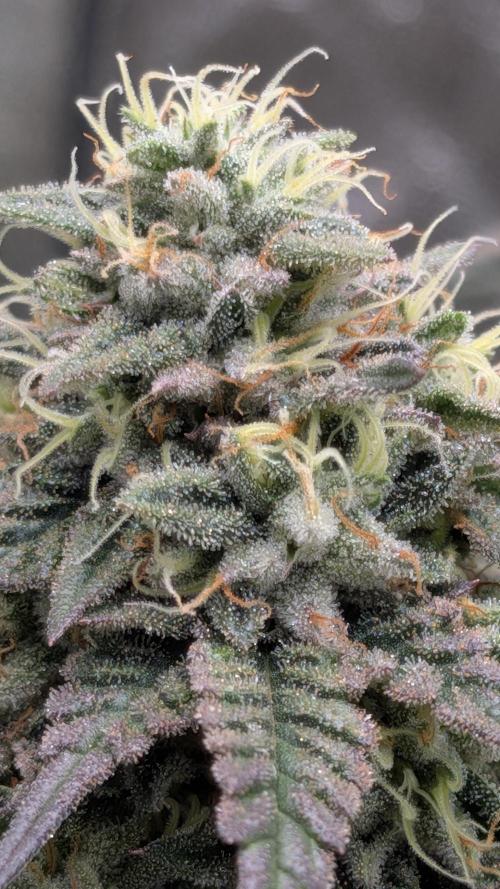 Rainbow Vapor, Key Lime Guava run. Week 21