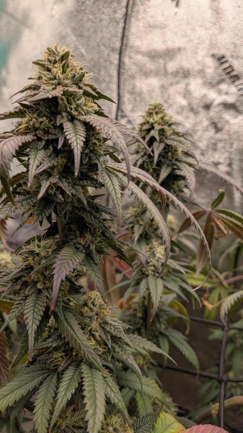 Rainbow Vapor, Key Lime Guava run. Week 21