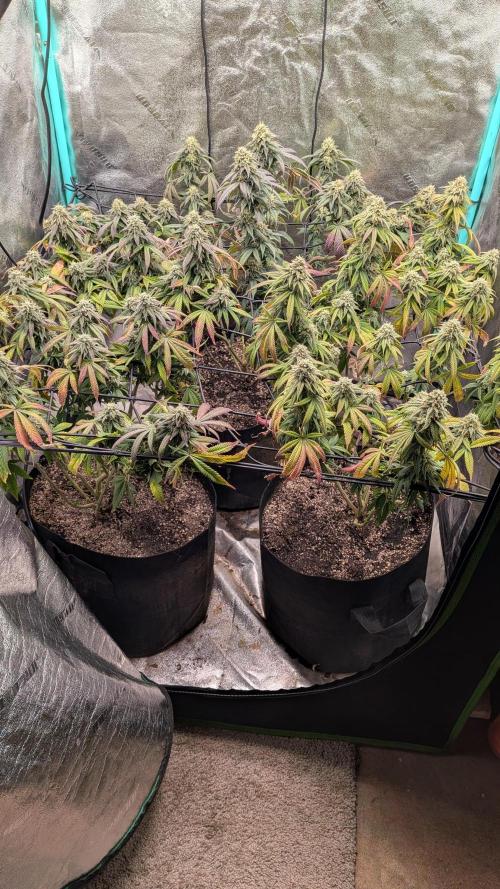 Rainbow Vapor, Key Lime Guava run. Week 21