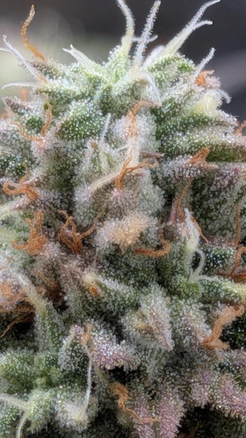Rainbow Vapor, Key Lime Guava run. Week 22