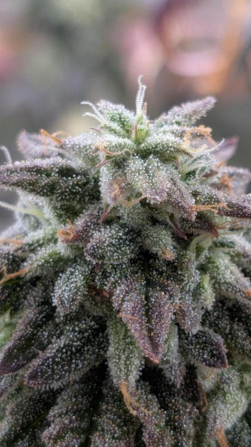 Rainbow Vapor, Key Lime Guava run. Week 22