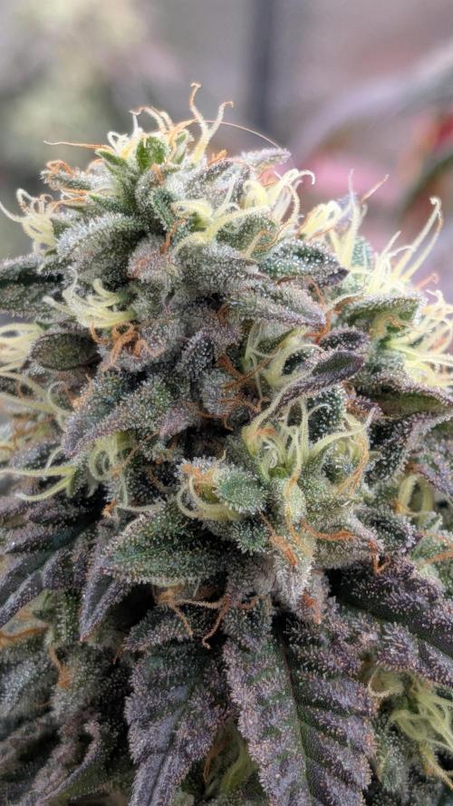 Rainbow Vapor, Key Lime Guava run. Week 22
