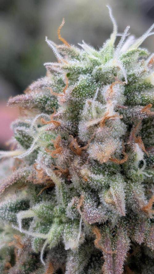 Rainbow Vapor, Key Lime Guava run. Week 22