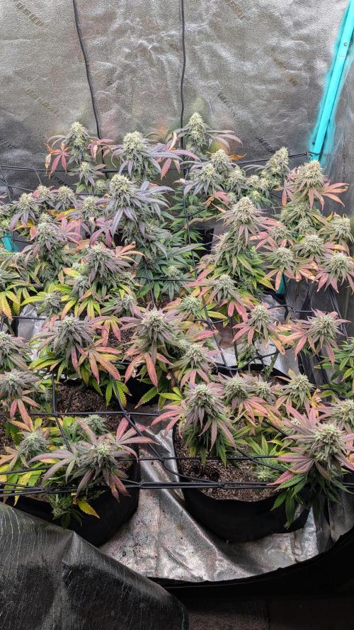 Rainbow Vapor, Key Lime Guava run. Week 22