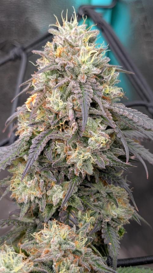 Rainbow Vapor, Key Lime Guava run. Week 23