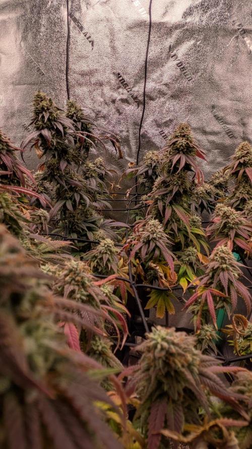 Rainbow Vapor, Key Lime Guava run. Week 23
