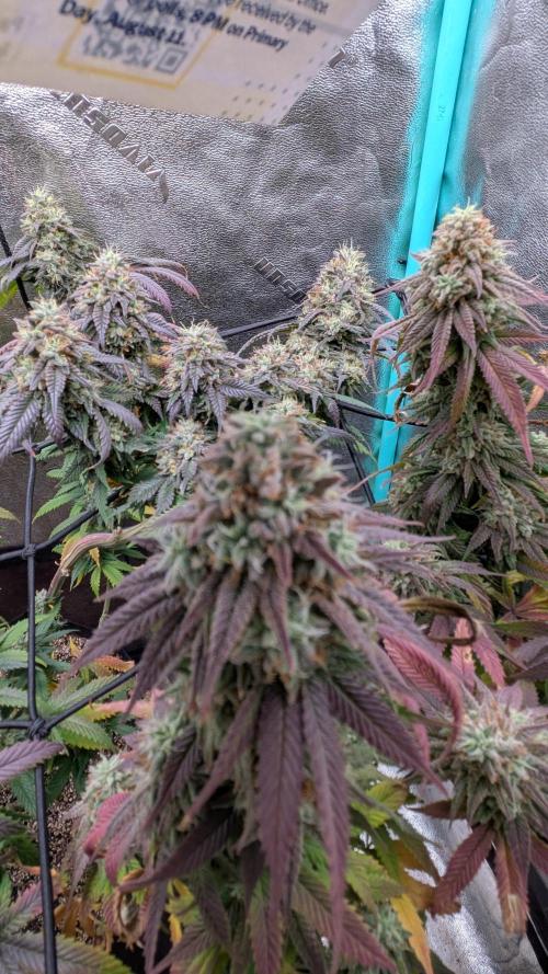 Rainbow Vapor, Key Lime Guava run. Week 23