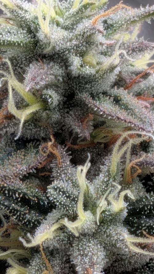 Rainbow Vapor, Key Lime Guava run. Week 23