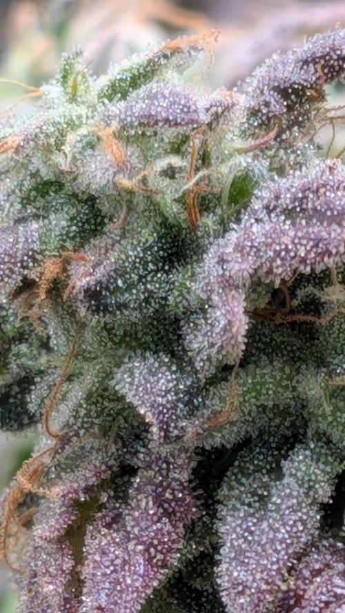 Rainbow Vapor, Key Lime Guava run. Week 23