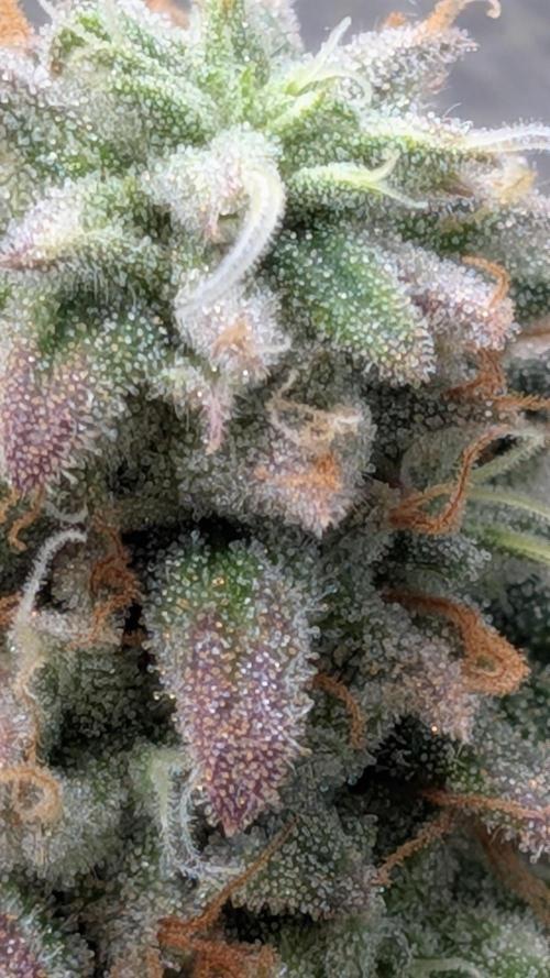 Rainbow Vapor, Key Lime Guava run. Week 23