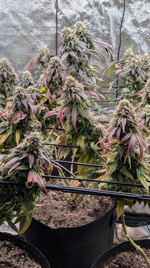 Rainbow Vapor, Key Lime Guava run. Week 23