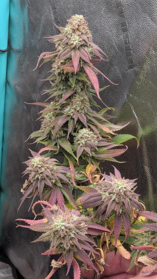 Rainbow Vapor, Key Lime Guava run. Week 24