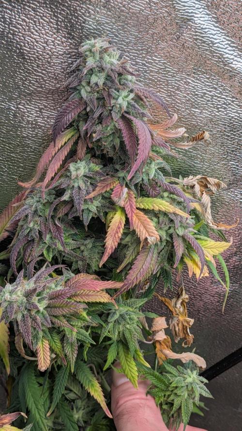Rainbow Vapor, Key Lime Guava run. Week 24