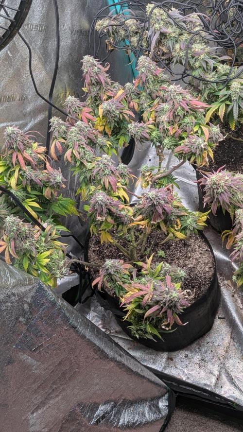 Rainbow Vapor, Key Lime Guava run. Week 24