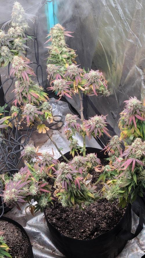 Rainbow Vapor, Key Lime Guava run. Week 24
