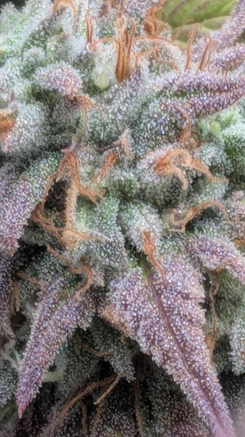 Rainbow Vapor, Key Lime Guava run. Week 24