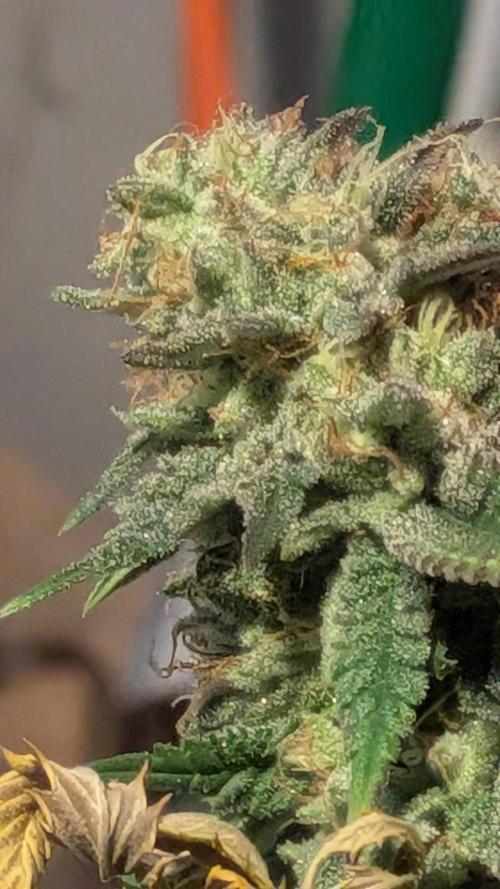 Rainbow Vapor, Key Lime Guava run. Week 25