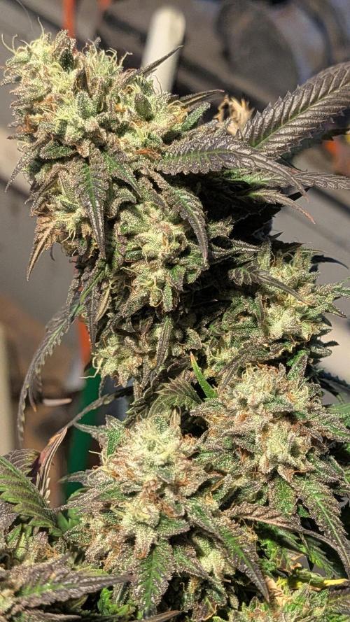 Rainbow Vapor, Key Lime Guava run. Week 25
