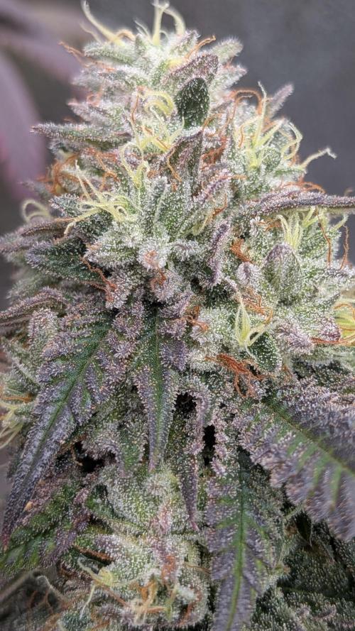 Rainbow Vapor, Key Lime Guava run. Week 25