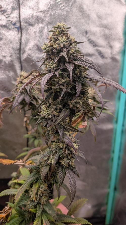 Rainbow Vapor, Key Lime Guava run. Week 25