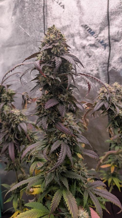 Rainbow Vapor, Key Lime Guava run. Week 25