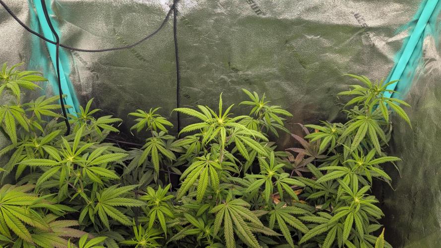 Bloom Seed Co.  Rainbow Vapor clone. Week 9