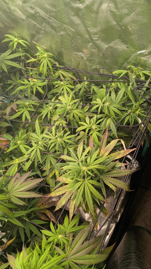 Key Lime Guava X2. Week 10 - Not locked out of nutrients like their mom's 