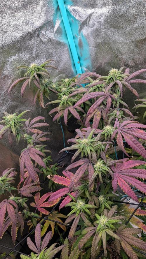 Bloom Seed Co.  Rainbow Vapor clone. Week 12